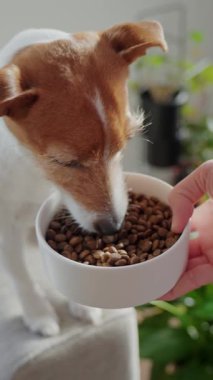 Kadınlar kanepeye köpek mamasıyla birlikte beyaz kase tutarlar. Sahibi evde evcil hayvan beslemeyi teklif ediyor. Köpek besleme ve hayvan bakımı kavramı