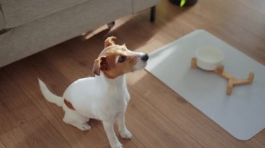 Aç köpek, evdeki kadının elinde tuttuğu kaseden kuru yiyecek yiyor. Jack Russell teriyer köpeği beslenmeyi bekliyor. Hayvan bakımı ve köpek besleme konsepti