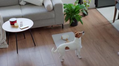 Aç köpek beslenmeyi beklerken beyaz kaseyi yere koyan kadın. Hayvan bakımı konsepti