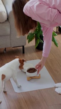 Aç köpek beslenmeyi beklerken beyaz kaseyi yere koyan kadın. Hayvan bakımı konsepti