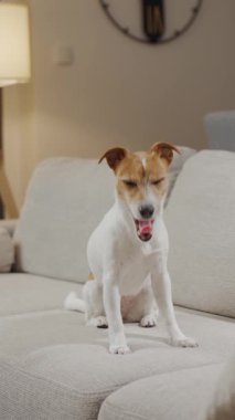 Köpek, açık ağızlı ve gözleri kapalı bir şekilde açık bir kanepede oturuyor. Evcil hayvan kavramı, evcil yaşam tarzı ve hayvan davranışları.