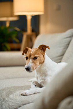 Küçük Jack Russell Terrier köpeği oturma odasında bej kanepede yatıyordu.