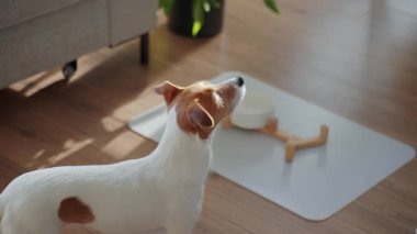 Aç köpek, evdeki kadının elinde tuttuğu kaseden kuru yiyecek yiyor. Jack Russell teriyer köpeği beslenmeyi bekliyor. Hayvan bakımı ve köpek besleme konsepti