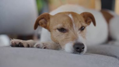 Uykucu Jack Russell Terrier köpeği oturma odasında kafası ve pençeleri sandalyelerde yatıyor. Yorgun köpek evde dinleniyor. Evcil hayvan konforu, rahatlama ve evcil hayvanlar kavramı