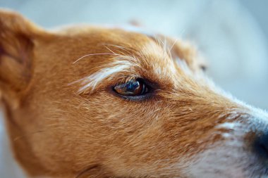 Jack Russell 'ın teriyer köpek suratının kapalı bir yerde, koltukta dinlenirken doğal ışık altında yakın çekim görüntüsü. Rahatlama, rahatlama, evcil hayvanlarla ev hayatı kavramı
