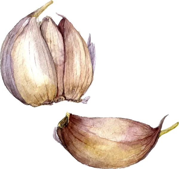 Aquarell Zeichnung Knoblauch — Stockvektor