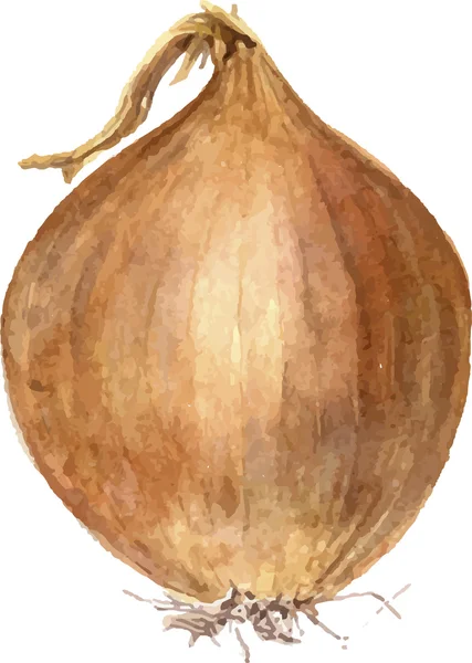 Bombilla de cebolla marrón — Vector de stock