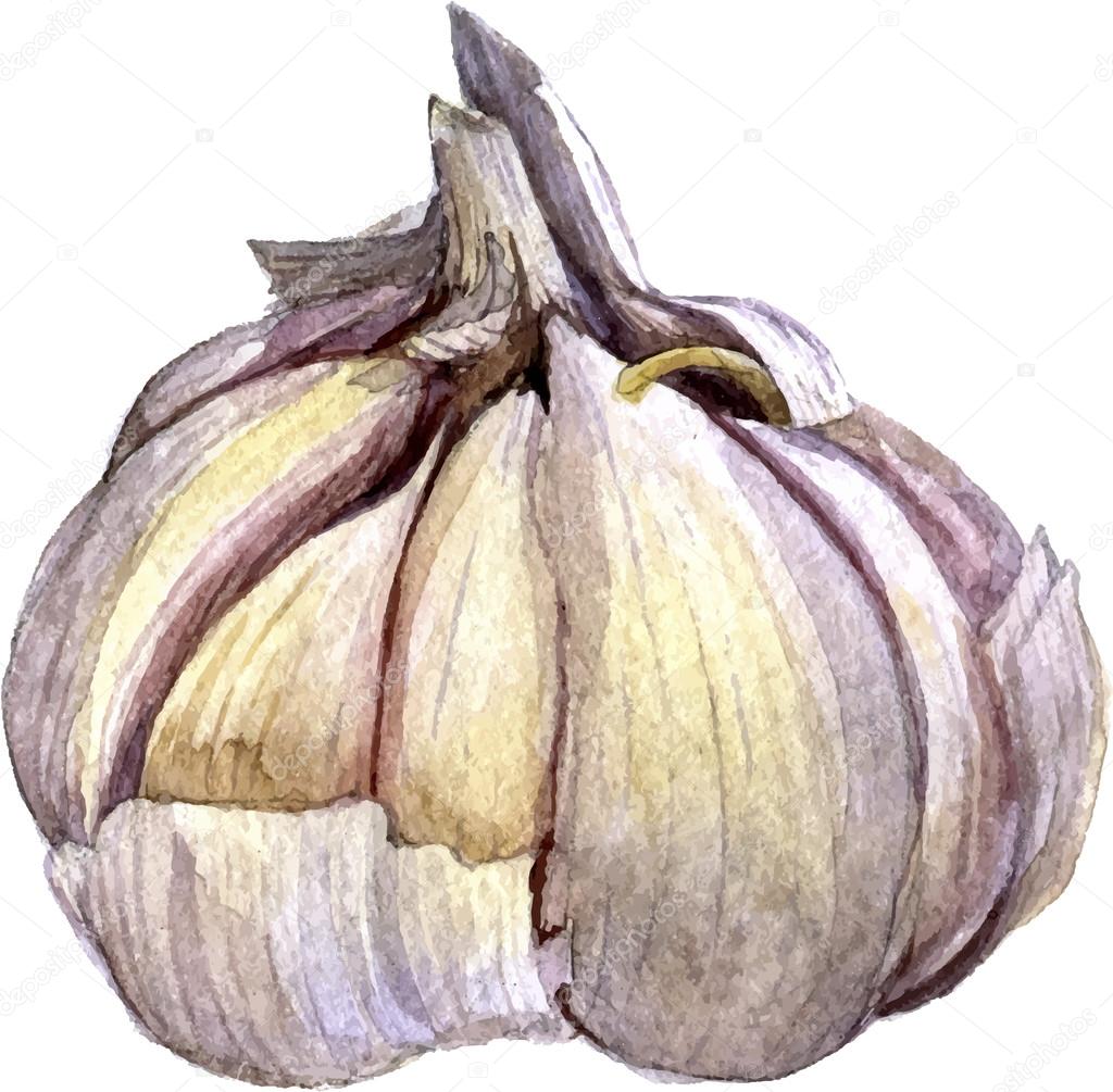 Watercolor drawing garlic Stock Vector Image by ©cat_arch_angel 102152034
