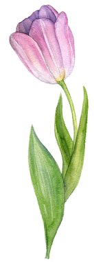 Sulu Boya Pembe Lale