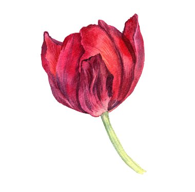 Sulu Boya Pembe Lale