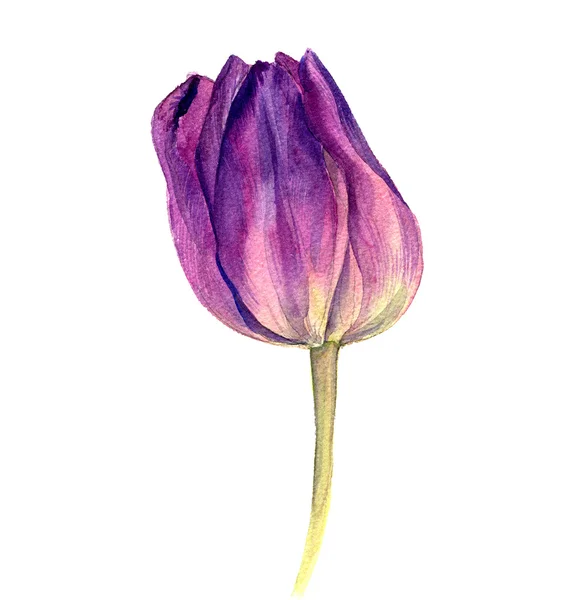 Ακουαρέλα ροζ tulip — Φωτογραφία Αρχείου