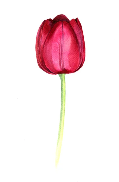 Aquarel roze tulp — Stockfoto