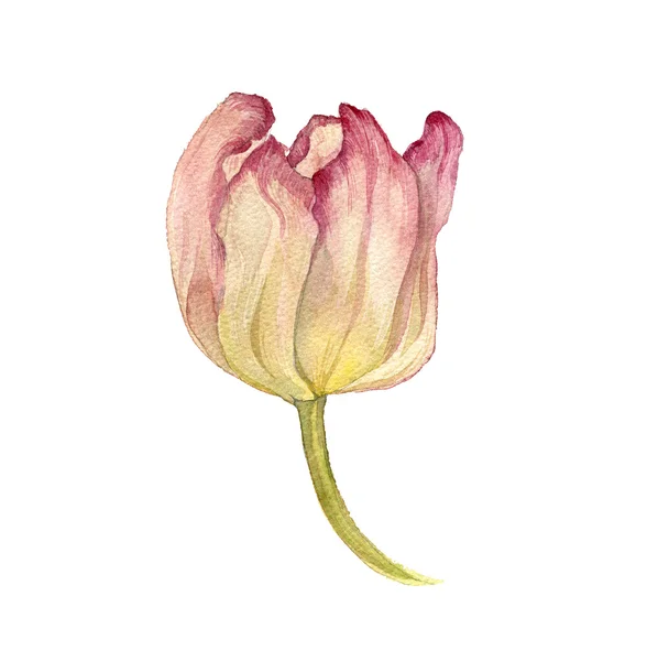 Aquarel roze tulp — Stockfoto