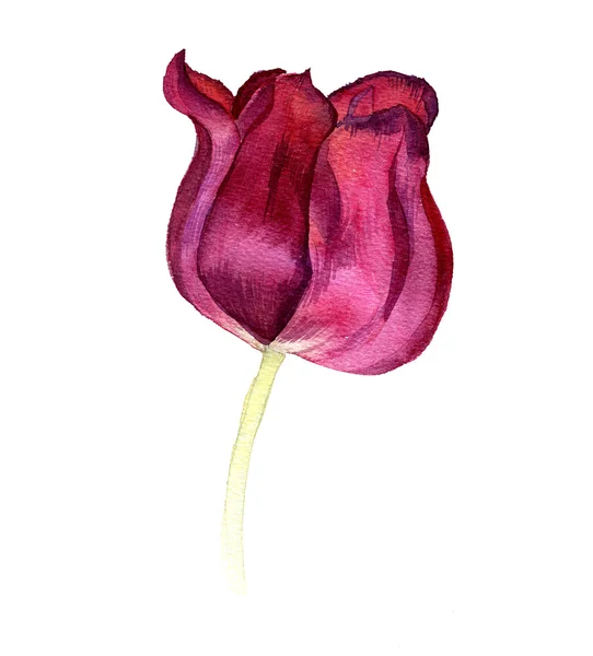 Watercolor pink tulip — Stock Photo, Image