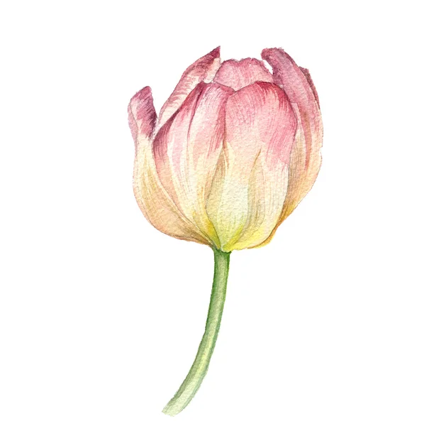 Акварель рожевий tulip — стокове фото