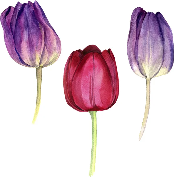 Watercolor pink tulip — Stock Vector