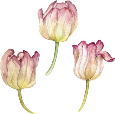 Sulu Boya Pembe Lale