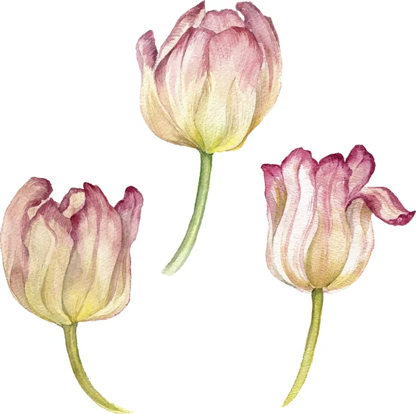 Aguarela tulipa rosa — Vetor de Stock