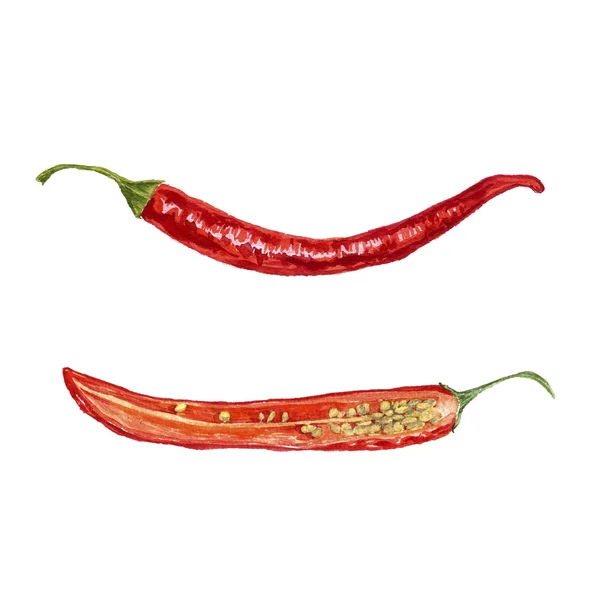 Akvarel červené chilli papričky — Stock fotografie