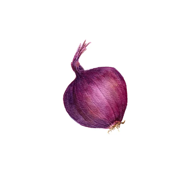 Акварель пурпурная луковица — стоковое фото
