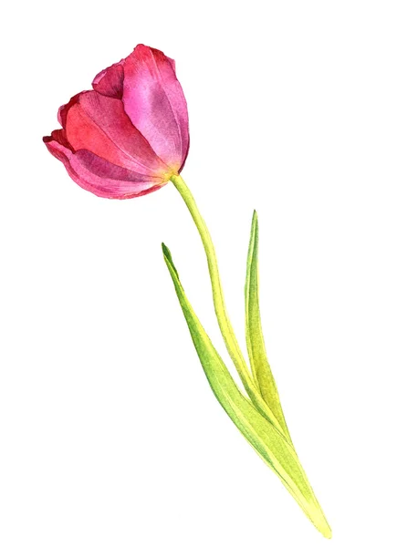 Akwarela tulipan różowy — Zdjęcie stockowe