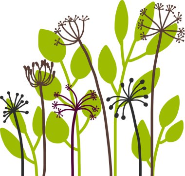 dereotu bitki ile çiçek kompozisyon