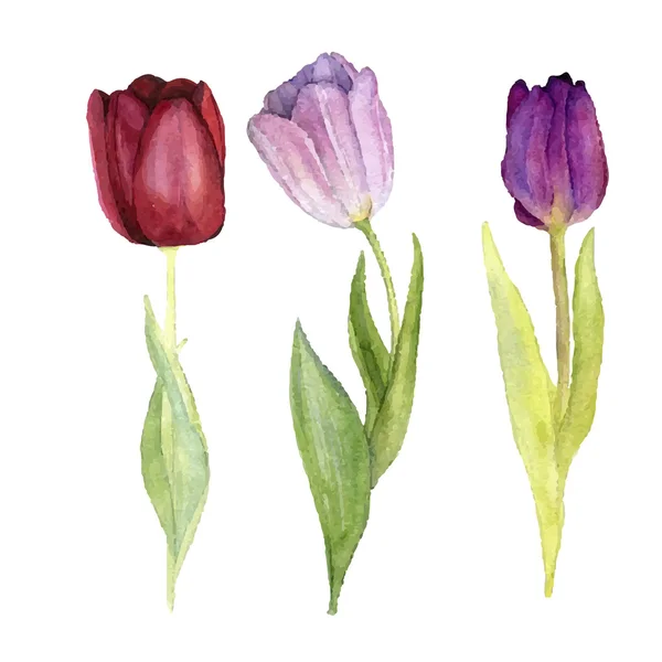 Three vector watercolor tulips — Stock Vector