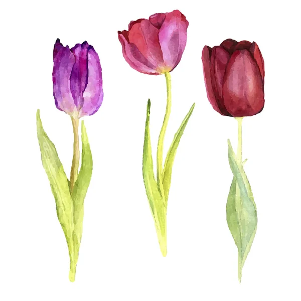 Three vector watercolor tulips — Stock Vector