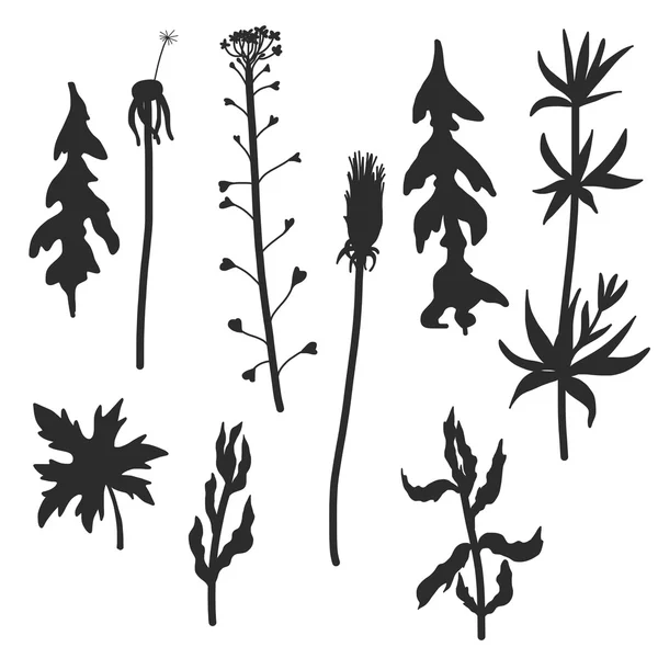 Kwiatowy wektor zestaw dzikich roślin — Wektor stockowy