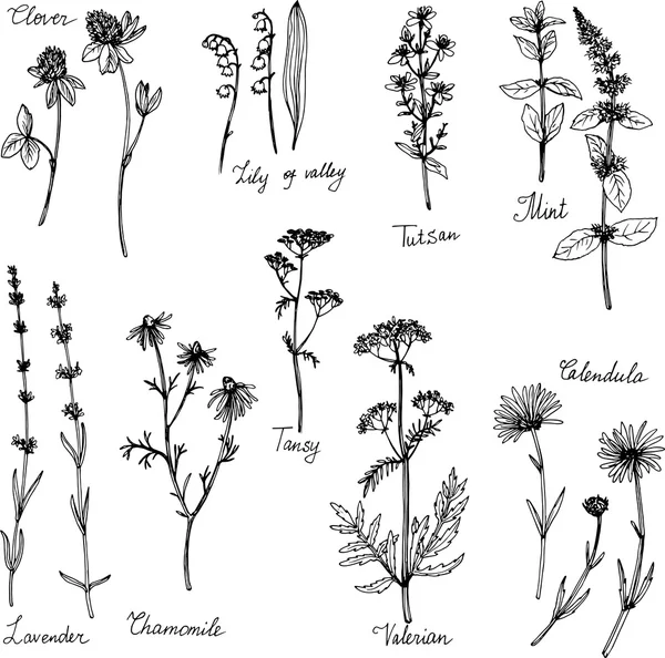 Hand getekend medicinale planten — Stockvector