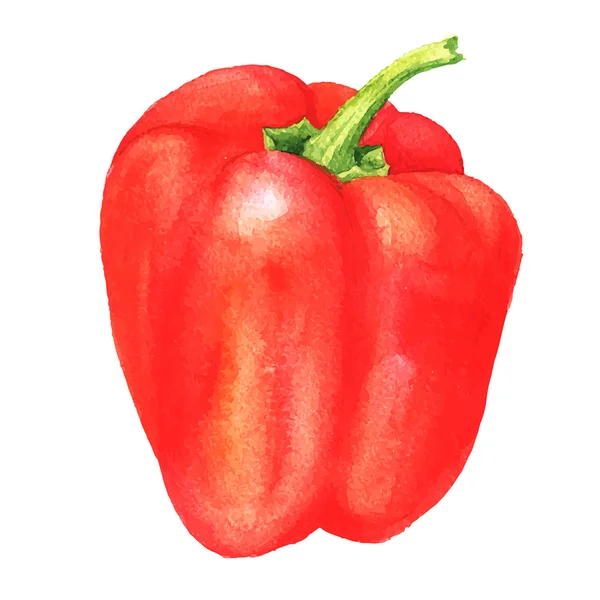 Vector watercolor sweet pepper — Stock Vector