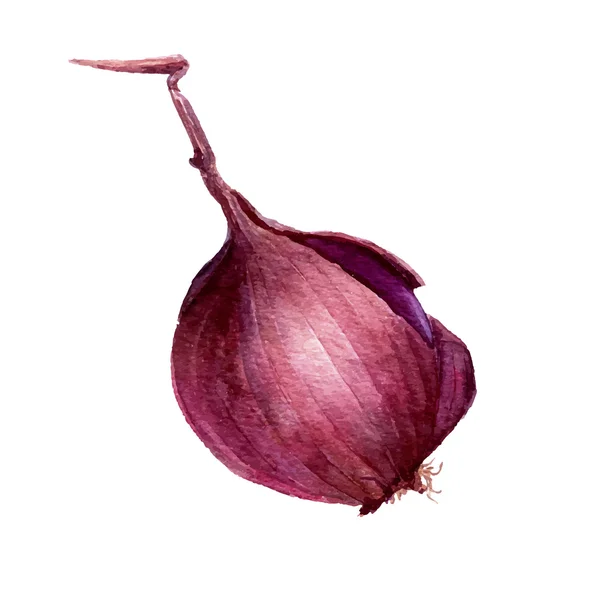 Vecteur aquarelle ampoule oignon violet — Image vectorielle