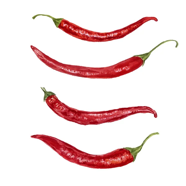 Vektor akvarell piros chili paprika — Stock Vector