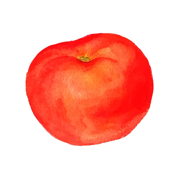 Vektor Aquarell rote Tomate — Stockvektor