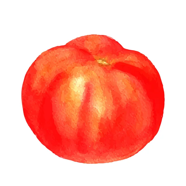 Vector watercolor red tomato — Stock Vector