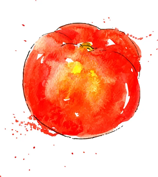 Vector aquarel rode tomaten — Stockvector