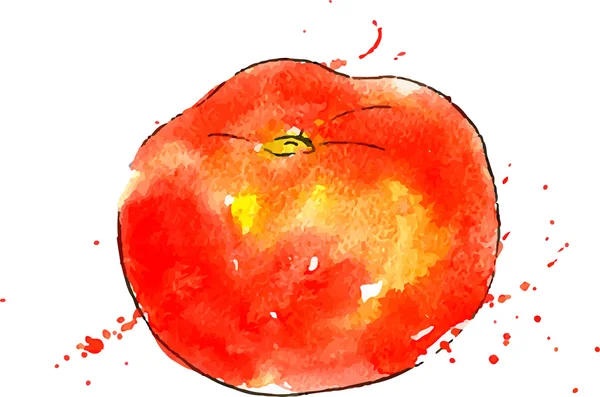 Wektor akwarela czerwony pomidor — Wektor stockowy