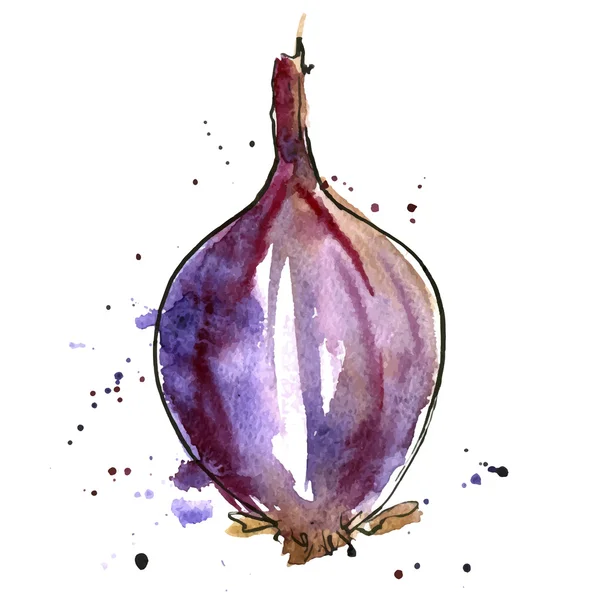 Vecteur aquarelle ampoule oignon violet — Image vectorielle