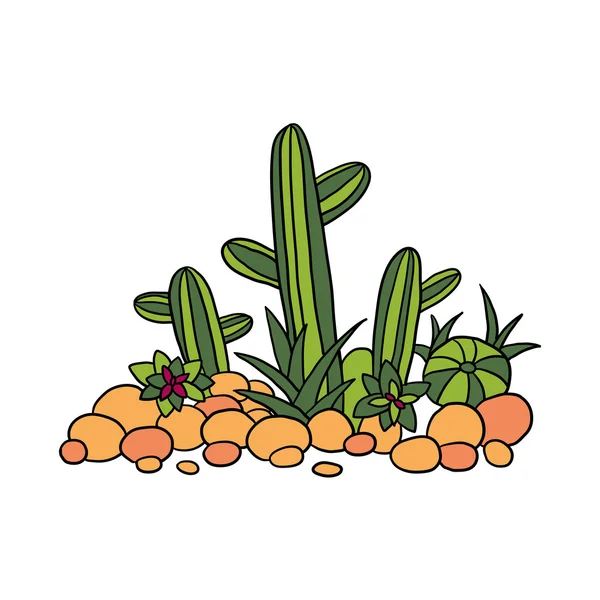 Kaktus, succulentes a kameny — Stockový vektor