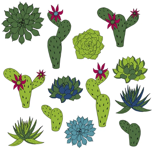 Vector set of cactus and succulents — Stock Vector