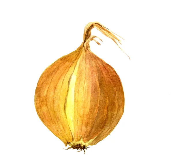Sarı soğan ampul — Stok fotoğraf