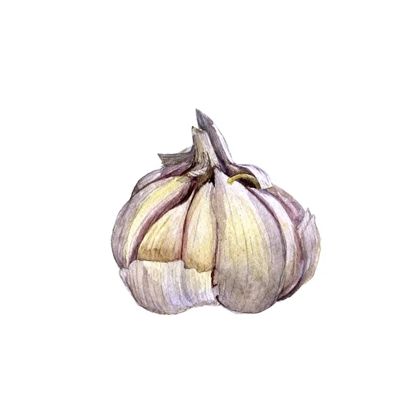 Aquarell Zeichnung Knoblauch — Stockfoto