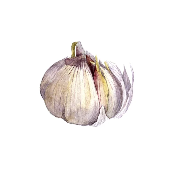 Aquarell Zeichnung Knoblauch — Stockfoto