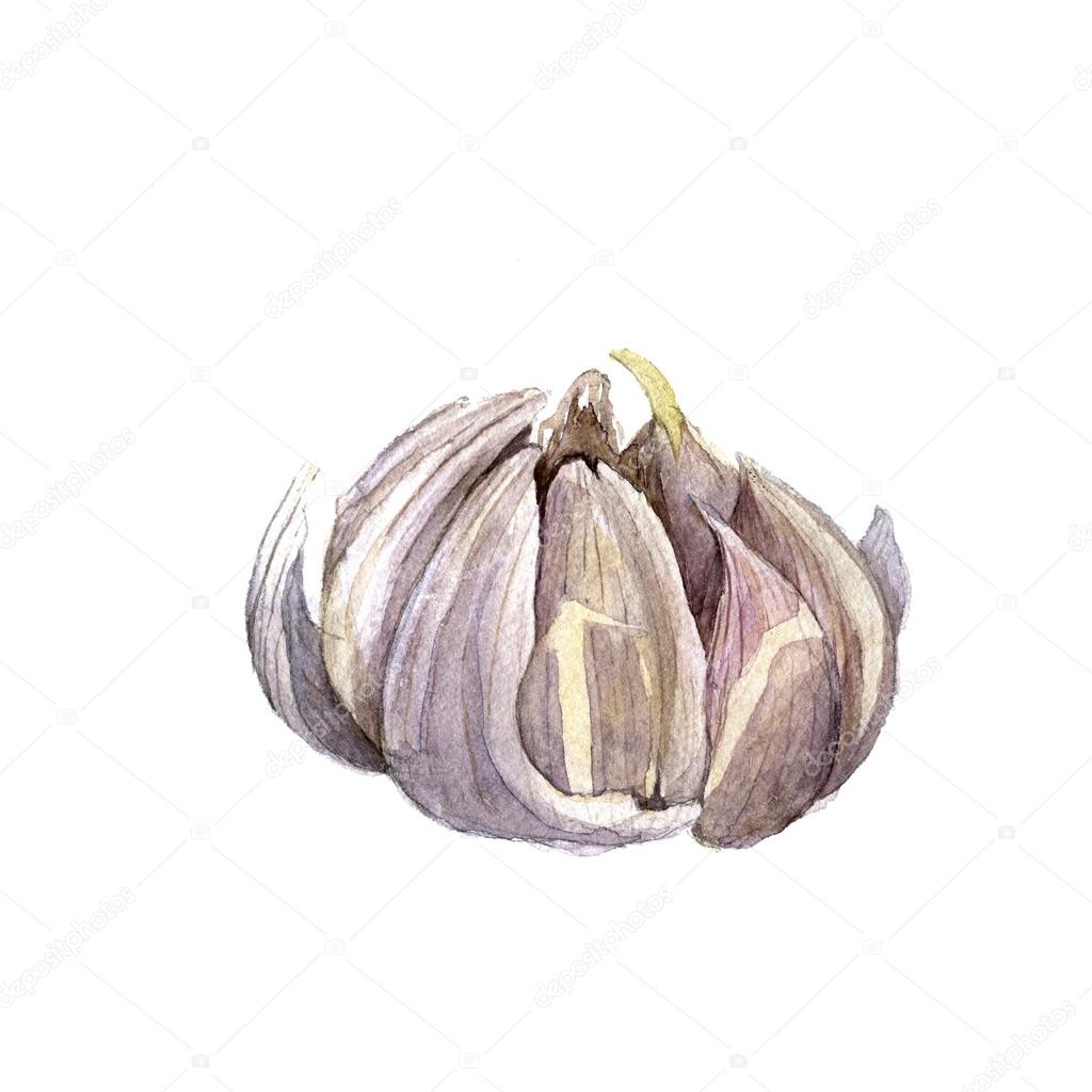 watercolor drawing garlic