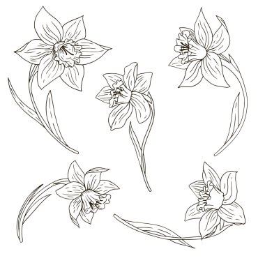 Nergis vektör kümesi