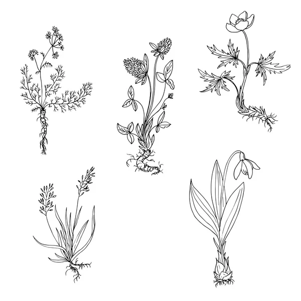 Vector plantas silvestres con raíces — Archivo Imágenes Vectoriales