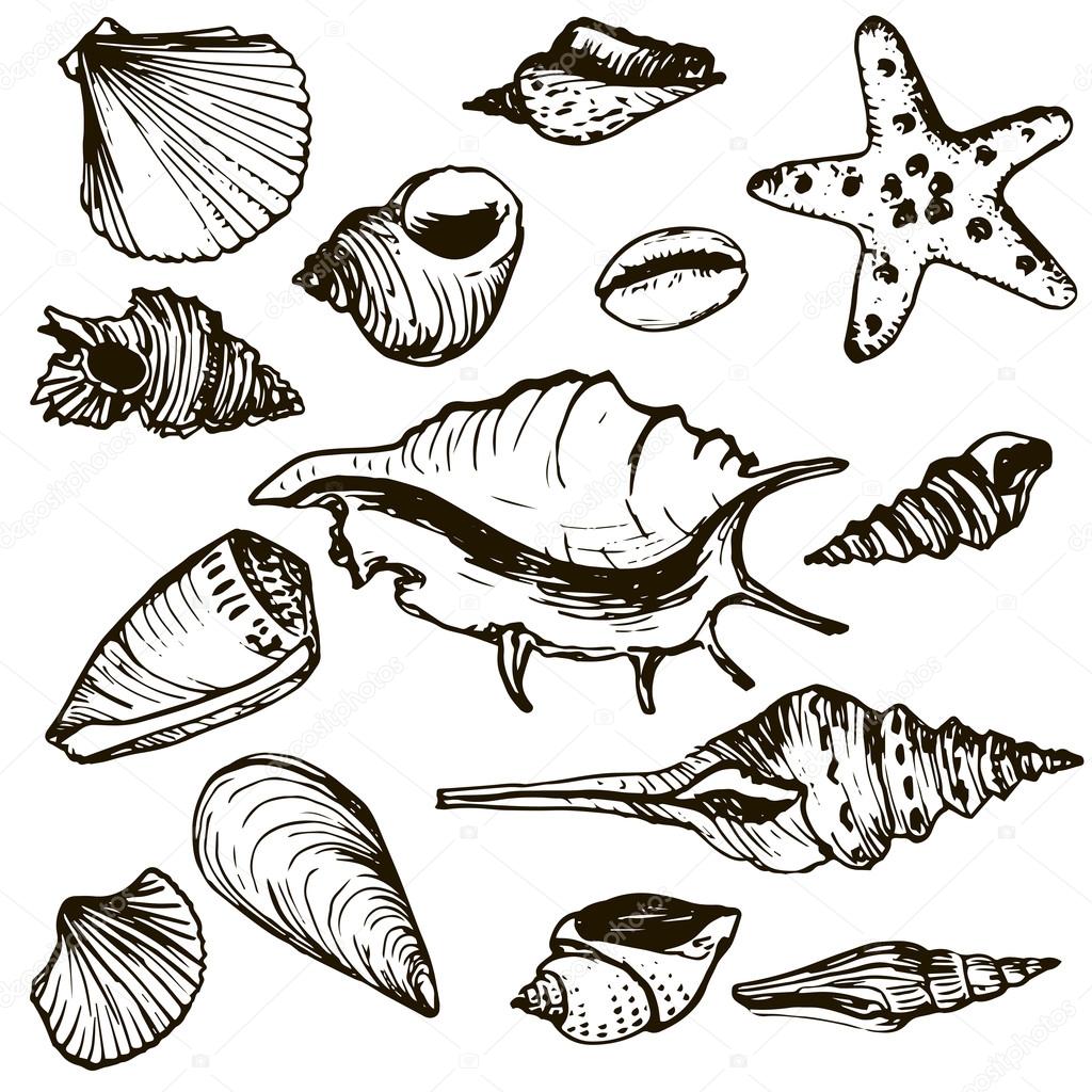 vector set of shells
