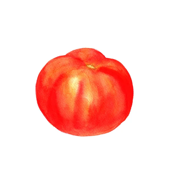 Aquarell rote Tomate — Stockfoto