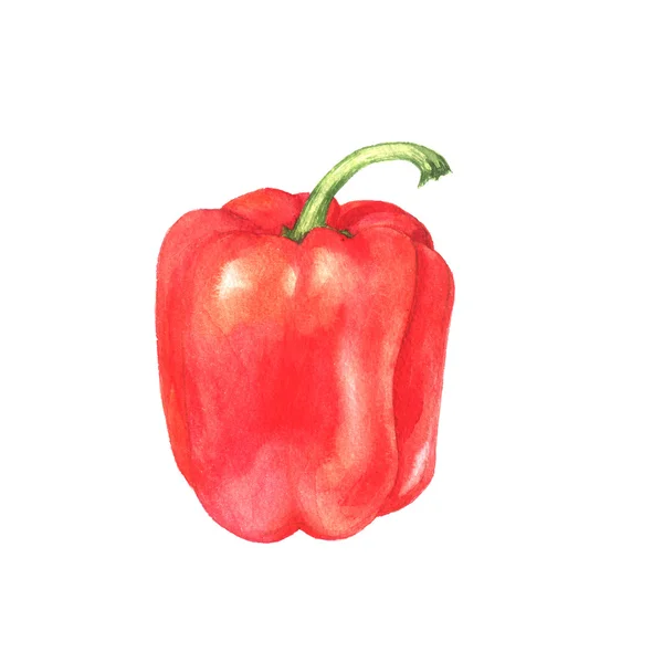 Watercolor sweet pepper — Stock Photo, Image