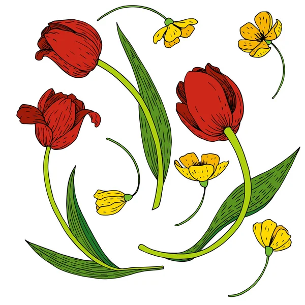 Ensemble vectoriel de tulipes — Image vectorielle